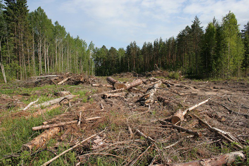 Химкинский лес превратится в парковую зону